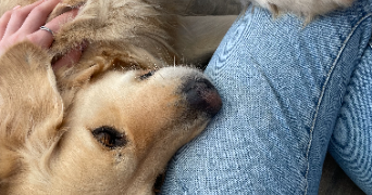 emma pet sitter à FOURQUES SUR GARONNE 47200_1