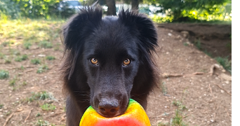 julia pet sitter à LES HOPITAUX NEUFS 25370_2