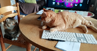 léonor pet sitter à VILLEFRANCHE SUR SAONE 69400_1