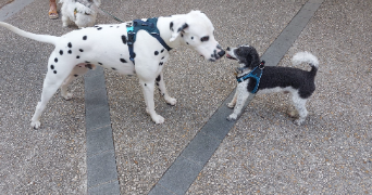 isabelle dog sitter à HOUILLES 78800_2