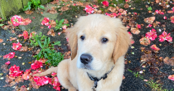 cyprien pet sitter à NANTES 44300_3