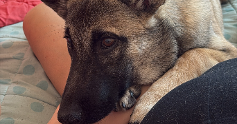 lora pet sitter à TOULOUSE 31200_3