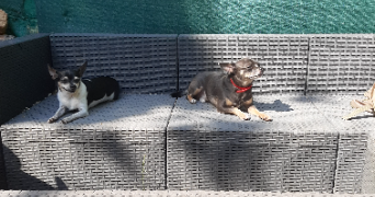 myriam pet sitter à GARDANNE 13120_10