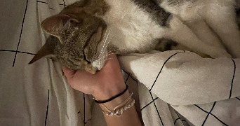 célia pet sitter à Bihorel 76420_3