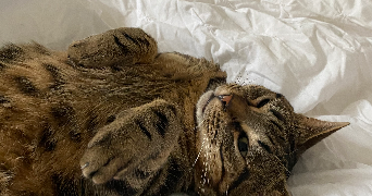 caroline pet sitter à NEUILLY SUR SEINE 92200_1