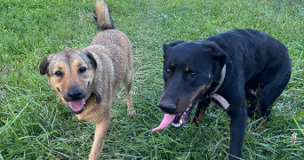 louise pet sitter à ROUBAIX 59100_1