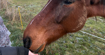 inès pet sitter à SAUMUR 49400_3