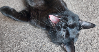 lauryann pet sitter à AMIENS 80000_1