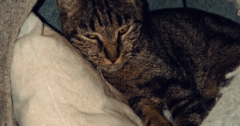 eva pet sitter à Lunéville 54300_0