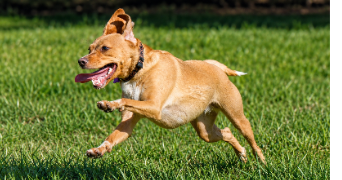 laurine pet sitter à RUMILLY 74150_5