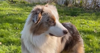 emmy pet sitter à Clermont-Ferrand 63000_8