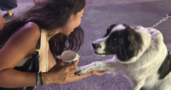 dounia dog sitter à LILLE 59800_1