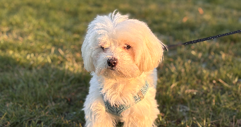 stéphanie  pet sitter à ST GERMAIN EN LAYE 78100_2