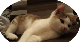 ingrid cat sitter à BONSECOURS 76240_3