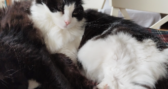 malika pet sitter à MEUDON 92190_0