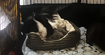 hélène pet sitter à TOULOUSE 31400_6
