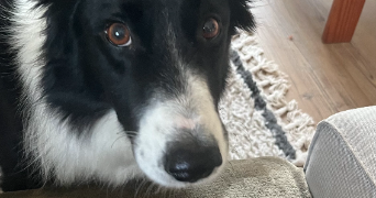 estelle pet sitter à MARSEILLE 01 13001_8