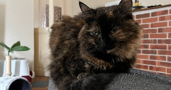 ambre pet sitter à AMBOISE 37400_0