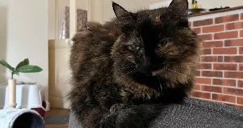 ambre pet sitter à AMBOISE 37400