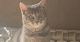 lydia pet sitter à FORBACH 57600_2