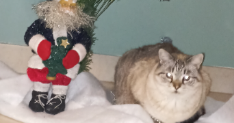 marina pet sitter à AUREILHAN 65800_3