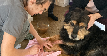 pauline pet sitter à LUNEL VIEL 34400_1