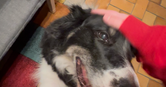 emma pet sitter à LILLE 59000_1