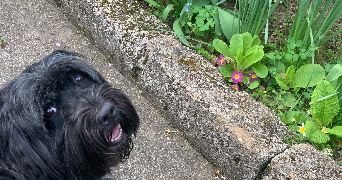 alice pet sitter à PARIS 16 75016_10