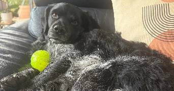 lilou lamaisonbyl  pet sitter à VESCOVATO 20215_3