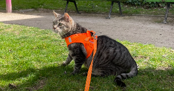 lou-anne pet sitter à PARIS 13 75013_2