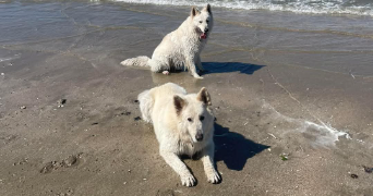 chrystelle pet sitter à IVRY LA BATAILLE 27540_1