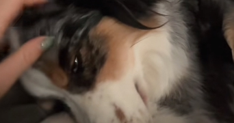 jeanne pet sitter à LILLE 59800_6