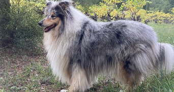 lola pet sitter à MAUBEC 84660_2