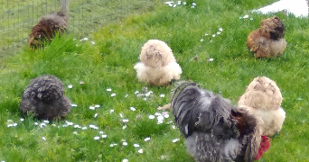 véronique pet sitter à CHATILLON SUR CHER 41130_2