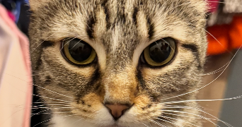 marie cat sitter à BANNE 07460_3