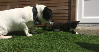 mathilde pet sitter à Rouen 76100_3