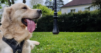 amaëlle pet sitter à ROUEN 76000_3