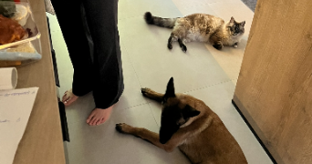 manon pet sitter à VERRIERES 10390_1