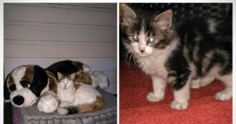 karine pet sitter à COLOMIERS 31770_2