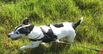 cloé pet sitter à NANTES 44300_1