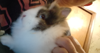 corinne pet sitter à CARMAUX 81400_5