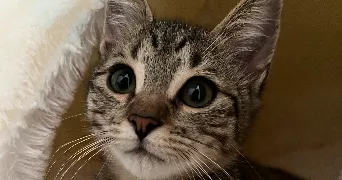 angelina pet sitter à MONTREUIL 93100