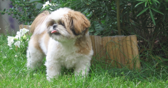 nathalie pet sitter à CHEVREUSE 78460_4