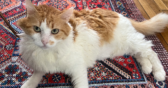 deida pet sitter à MONTROUGE 92120_0