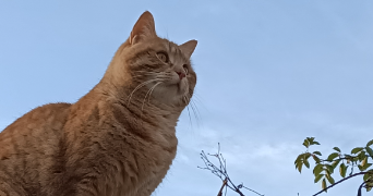 claire pet sitter à CHALANDRAY 86190_0