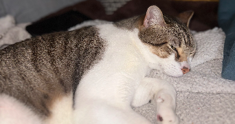léna pet sitter à BORDEAUX 33000_2
