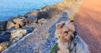 audrey pet sitter à Romorantin-Lanthenay 41200_3