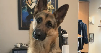 adélaïde pet sitter à LEZENNES 59260_2