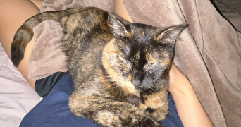 lise pet sitter à ST AMAND LES EAUX 59230_2