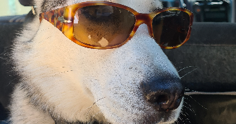 victoria pet sitter à Rosny sous bois 93110_3